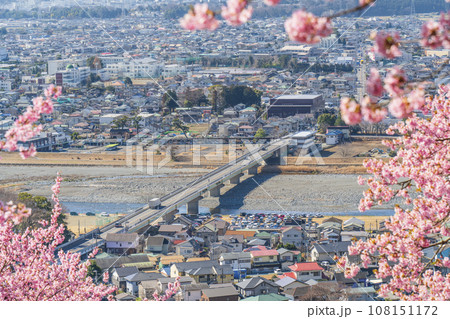 西平畑公園・松田山の春景色　河津桜越しの街並み【神奈川県・松田町－開成町】 108151172