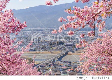 西平畑公園・松田山の春景色　河津桜越しの街並み【神奈川県・松田町－開成町】 108151173