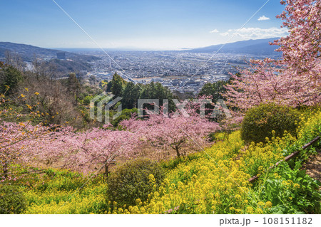 松田町の春景色 丘の上から望む春の花々と麓の町並み【神奈川県】 松田町の春景色 丘の上から望む春の花々と麓の町並み【神奈川県】 108151182