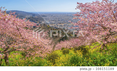 松田町の春景色　丘の上から望む春の花々と麓の町並み【神奈川県】 108151189