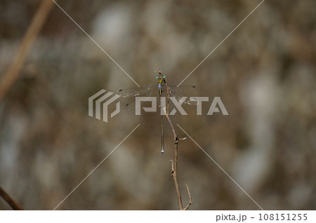 秋のトンボ 108151255