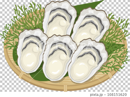 ザルに盛られた牡蠣 108151620