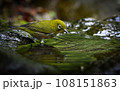 メジロ 108151863