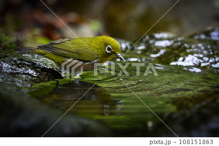 メジロ 108151863