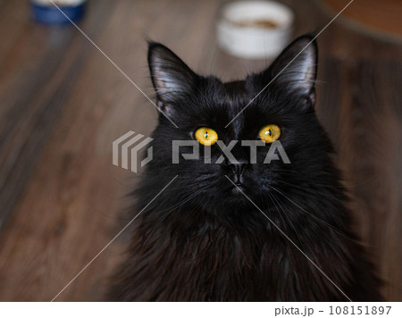 black cat looks at the camera black cat looks at the camera 108151897