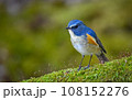 ルリビタキ 108152276