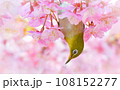 メジロ 108152277