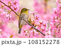 メジロ 108152278
