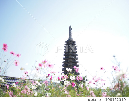 般若寺 十三重石宝塔とコスモス 般若寺 十三重石宝塔とコスモス 108152310
