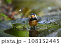 ヤマガラ 108152445
