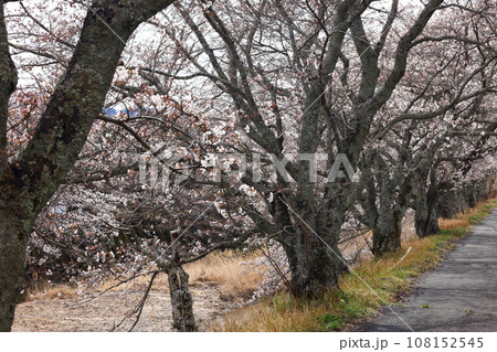 和束 和束 108152545