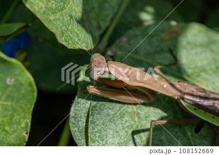 オオカマキリ オオカマキリ 108152669
