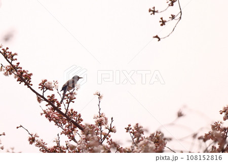 和束 和束 108152816