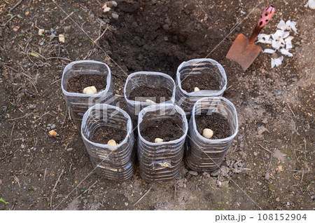 ペットボトル栽培　にんにく 108152904