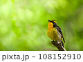 キビタキ 108152910