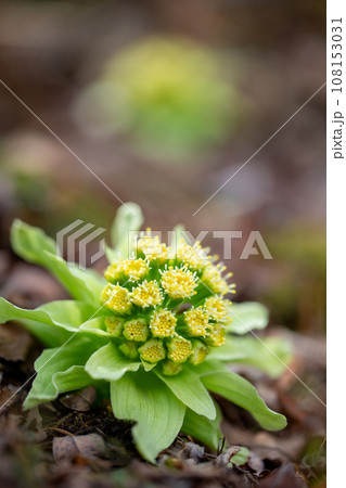 春を告げるのフキノトウ1 春を告げるのフキノトウ1 108153031