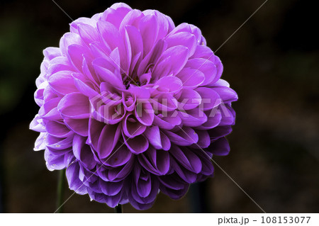 秋のダリア、天竺牡丹 108153077