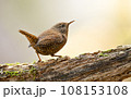 ミソサザイ 108153108