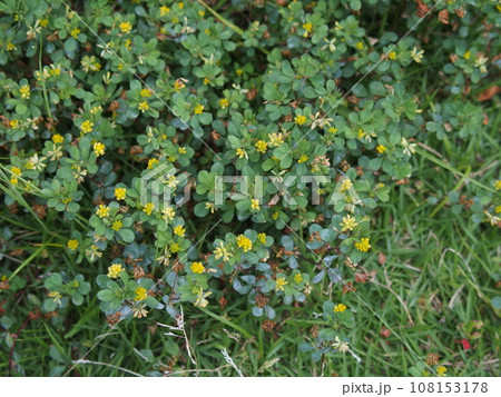 かわいい黄色い小花の雑草コメツブツメクサ 108153178
