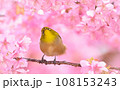 メジロ 108153243