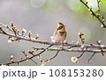 ミヤマホオジロ 108153280