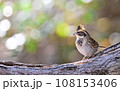 ミヤマホオジロ 108153406