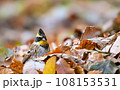 ミヤマホオジロ 108153531