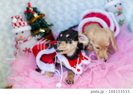 クリスマスのコスプレをした仔犬　カニンヘンダックスフンド 108153533