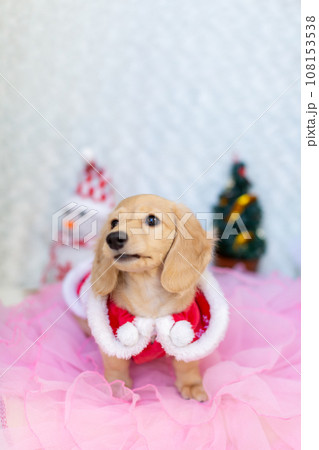 クリスマスのコスプレをした仔犬　カニンヘンダックスフンド 108153538