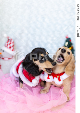 クリスマスのコスプレをした仔犬　カニンヘンダックスフンド 108153539