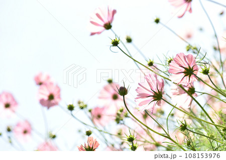 青空に映えるコスモス 108153976