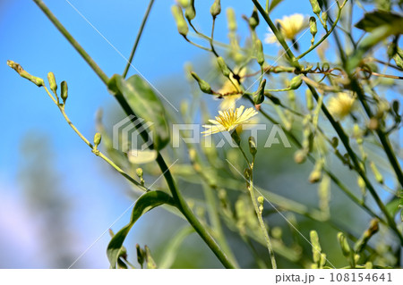 アキノノゲシ 108154641