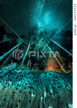 night forest landscape with stars night forest landscape with stars 108155524