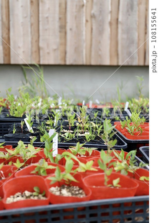 草花のビニールポット苗　園芸植物 108155641