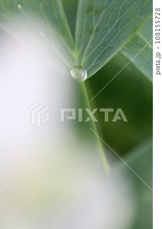 葉っぱの上の雨粒 雨上がり 葉っぱの上の雨粒 雨上がり 108155728