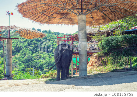 Elephant with seat on its back is tied near pole to chain, back view Elephant with seat on its back is tied near pole to chain, back view 108155758
