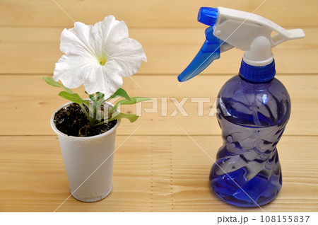 White petunia flower growing in a plastic cup next to blue bottle spray on wooden table 108155837