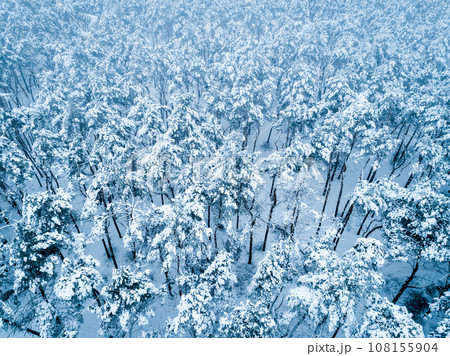 Pine forest in the snow Pine forest in the snow 108155904