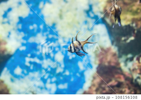 Banggai cardinalfish swimming in aquarium. Pterapogon kauderni small tropical fish, side view Banggai cardinalfish swimming in aquarium. Pterapogon kauderni small tropical fish, side view 108156108