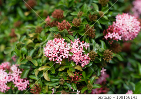 Pink Ixora flower the west indian jasmine growing in Nha Trang Vietnam Pink Ixora flower the west indian jasmine growing in Nha Trang Vietnam 108156143
