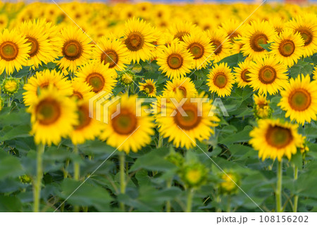 満開のひまわり畑・夏イメージ 108156202