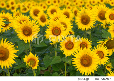 満開のひまわり畑・夏イメージ 満開のひまわり畑・夏イメージ 108156207