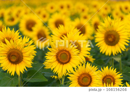 満開のひまわり畑・夏イメージ 108156208