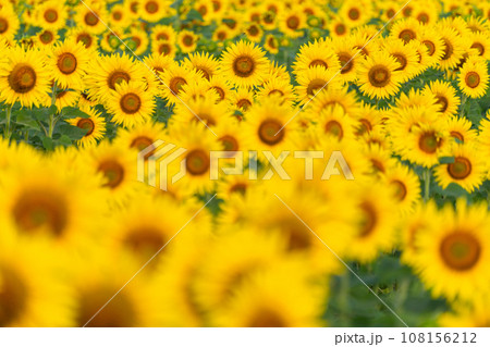 満開のひまわり畑・夏イメージ 満開のひまわり畑・夏イメージ 108156212