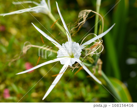 Hymenocallis littoralis or the beach spider lily growing in Vietnam Hymenocallis littoralis or the beach spider lily growing in Vietnam 108156416