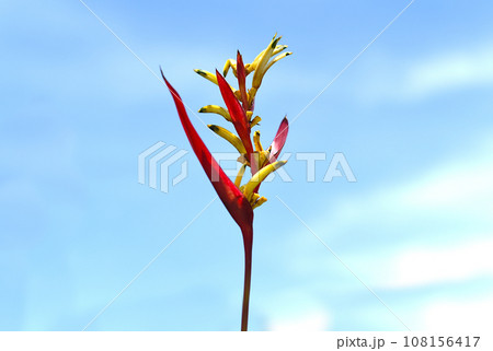 Heliconia psittacorum against sky background growing in Vietnam 108156417