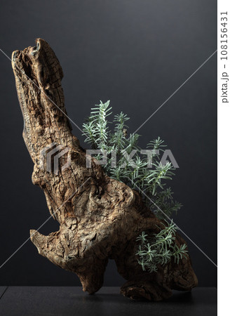 Composition of lavender and dry snags. Composition of lavender and dry snags. 108156431