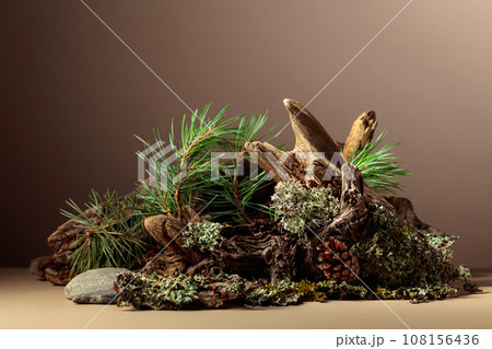 Abstract north nature scene with a composition of lichen, pine branches, and dry snags. Abstract north nature scene with a composition of lichen, pine branches, and dry snags. 108156436