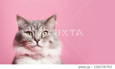 Advertising portrait, banner, funny white gray color cat, yellow eyes, curious straight look with pink collar, isolated on pink background 108156702