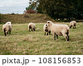 Flock of sheep grazing on green hills 108156853
